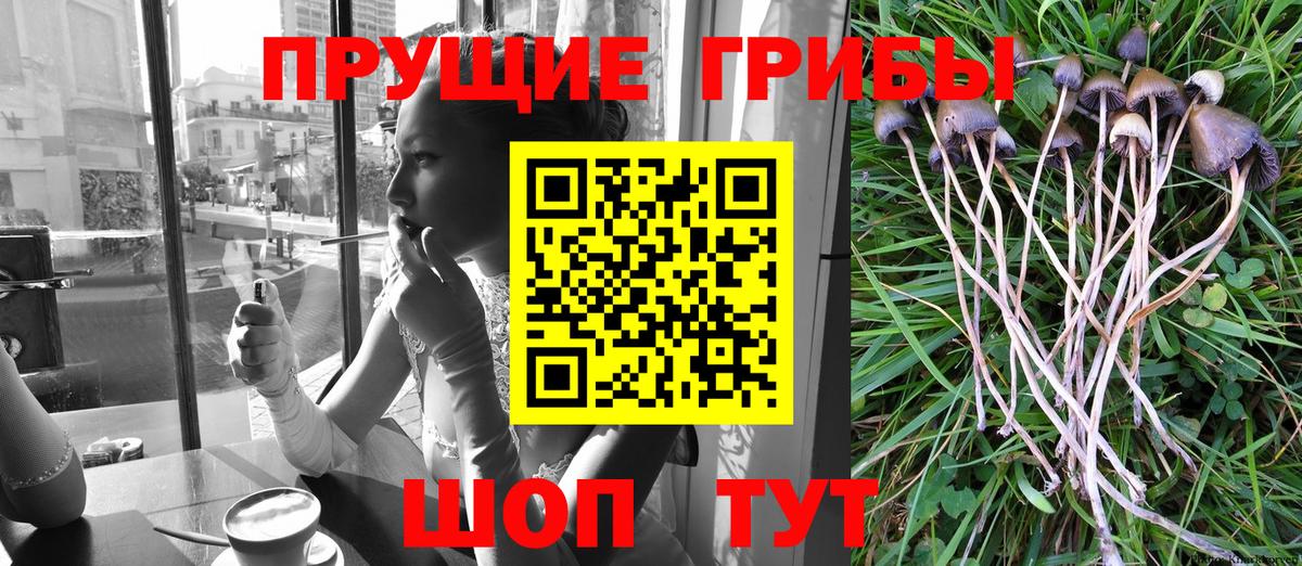 как найти закладки  Богородск  Псилоцибиновые грибы Cubensis 